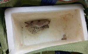 网购两只刺猬一死一伤：商家称网友敲诈，中通说运的是干刺猬