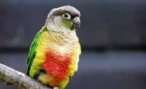 賣鸚鵡獲刑5年男子上訴，律師：不應(yīng)把鸚鵡與大熊貓同等對待