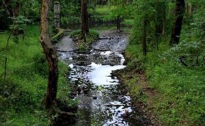 南京中山植物园现“泡沫溪”，官方称：枯枝落叶垃圾导致