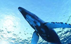 重慶市網(wǎng)信辦、市公安局警示：堅(jiān)決抵制變態(tài)死亡游戲“藍(lán)鯨”