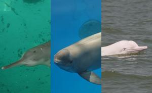 漲知識｜如何辨別白鱀豚、江豚、中華白海豚：看它的吻和背鰭