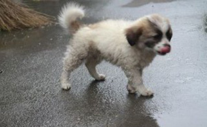 北京男子殺小區(qū)流浪狗遭愛狗者聚眾辱罵，家門前被擺放殯葬品