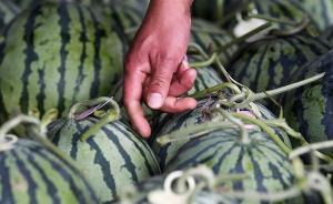 日敲西瓜数千只三招定优劣，这样的验瓜师上海不足十位