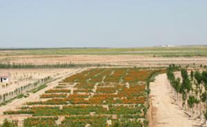 宁夏干旱带四千棵树遭毁，区管委会：补偿有争议但不能误工期