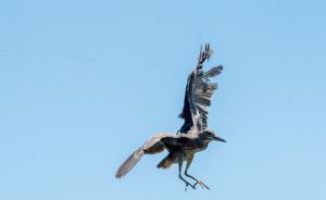 暖闻｜夜鹭命悬“一线”，上海市民消防官兵接力救援