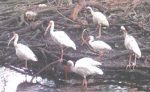 白鱀豚疑似重現(xiàn)，它會有朱鹮的好運(yùn)么？