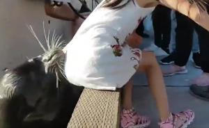 惊险!疑华裔女孩在加拿大被海狮拖下水