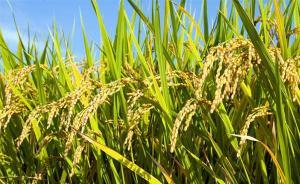 轉(zhuǎn)基因水稻安全評(píng)價(jià)工作做了11年，農(nóng)業(yè)部：再嚴(yán)格都不過分