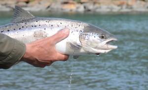 挪威史上最大商业团访华：时隔六年，欲一年内占领三文鱼市场