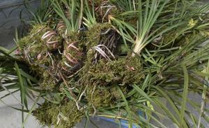 湖南瀏陽(yáng)野生蘭花遭挖：上山狂采下山論斤賣，不管好壞一掃光