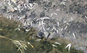萬尾刀魚苗死亡，鎮(zhèn)江長江沿岸居民懷疑與化工廠排污有關(guān)