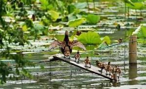 野生小鸳鸯去荷塘找吃的翻不过围网，西湖景区给它们搭了座桥