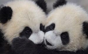 上海野生動物園開啟小動物歡樂節(jié)，大熊貓雙胞胎正學吃竹子