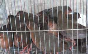 吹簫誘捕62只國家保護(hù)動物，云南叔侄二人被立案偵查