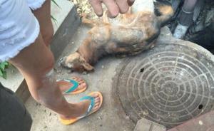 天津一大学封死地下室致流浪狗死亡？校方否认：死亡已久