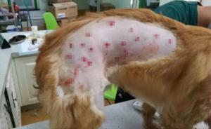 東航托運(yùn)金毛犬逃逸找回多處受傷，武漢機(jī)場：按應(yīng)急預(yù)案處置