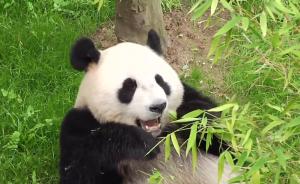 萌翻全场!中国大熊猫与荷兰公众见面