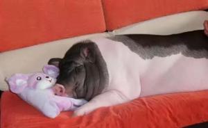 宠物猪养成400斤扰邻,8年搬家5次