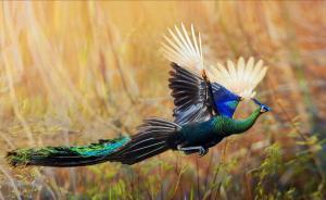 云南為生物物種“貧困戶”建檔立卡：精準(zhǔn)識(shí)別瀕危狀況