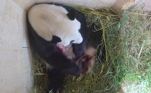 旅奥中国大熊猫自然受孕产第4胎，仨哥哥名福龙、福虎、福豹