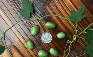 【砥礪奮進(jìn)的五年】“拇指西瓜”熟了：看著是西瓜其實是黃瓜