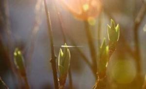 廉價催化劑讓光和二氧化碳變?nèi)剂希适侵参锕夂献饔?3倍