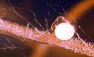 中科院科學(xué)家：真菌更喜歡從植物根部“揩油”，而非“吃糖”