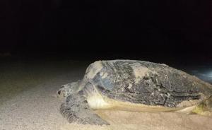 中國大陸海岸線“孤例”：大海龜在廣東惠東產(chǎn)下今年第一窩卵