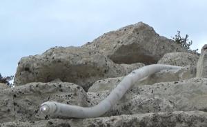 日本造8米蛇形机器人,用于灾后拍摄