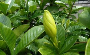 城记｜栀子花白兰花：苏州的叫卖声