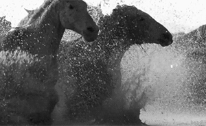 馬文化運動旅游規(guī)劃研究院成立