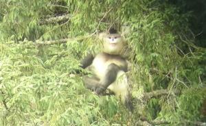 大學(xué)生“另類”暑期實(shí)踐：野外尋猴海洋求生，聯(lián)合國(guó)里做調(diào)研