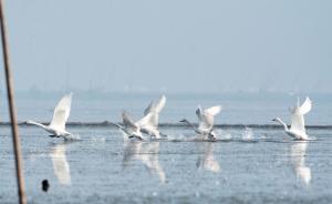 东洞庭湖毒杀天鹅案终审维持原判，七名被告最高被判十二年