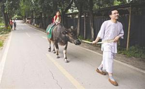 父亲醉心国学让儿子骑牛上学，交管部门：虽未禁止但存隐患