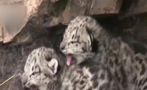青海玉树现雪豹幼崽：母雪豹保护俩孩子