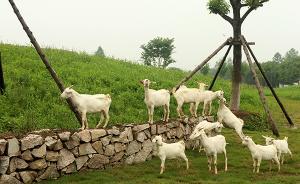 有住有玩還有崇明糕、黃金瓜，上海崇明首家開(kāi)心農(nóng)場(chǎng)對(duì)外營(yíng)業(yè)