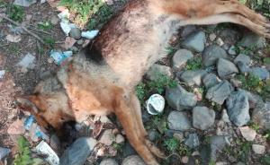 河南一養(yǎng)殖場(chǎng)看門狼狗和百余只雞鵝被咬死，疑為大型動(dòng)物肇事