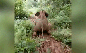 西双版纳幼象呆萌瞬间:淘气滑梯下坡