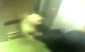 昆明一小區(qū)保安被杜高犬在電梯內(nèi)撕咬致殘，向狗主索賠15萬