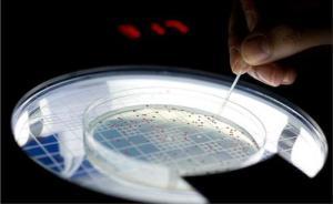 科学家迫使细菌进化得更擅长分解木糖，提升生物燃料制取效率