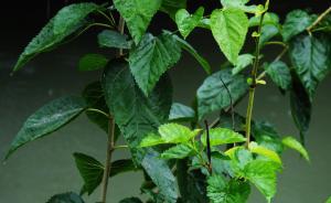 烏茲別克斯坦完善絲綢產(chǎn)業(yè)鏈，浙江一農(nóng)民受邀赴當?shù)刂笇ХN桑