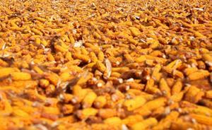 新疆生產(chǎn)建設(shè)兵團第十二師專項檢查玉米制種：未發(fā)現(xiàn)轉(zhuǎn)基因