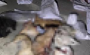 兰州榆中大量流浪狗被棒杀，城管道歉称今后严格依规捕捉