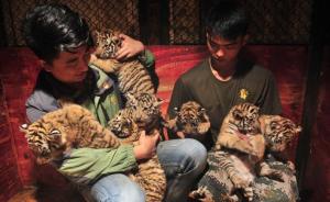 东北虎妈产七虎仔，人类“虎爸”代养活