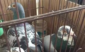 杭州男子偷十几只鸽子吃被刑拘：是赛鸽