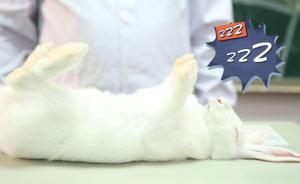 復(fù)旦教師練就“催眠神功”，兔子秒入睡