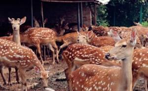 苏州法院将网上拍卖400多头梅花鹿，竞拍者须具备养鹿资质