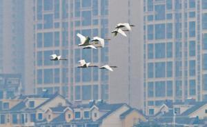 【共舞长江经济带】江西经济转型注入生态、创新、智能因子