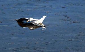 講真｜渤海古海岸線開發(fā)，鳥類生存告急