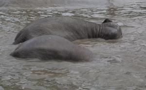 動物防暑“武器”多，空調(diào)冰塊等齊上陣